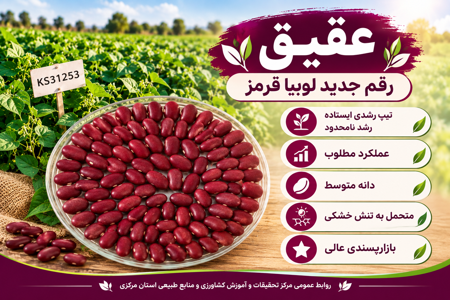عقیق؛ رقم جدید لوبیا قرمز برای افزایش تولید و بهبود بهره‌وری آب