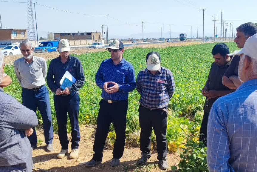 روز مزرعه کشت حفاظتی و کشت لوبیا روی بسترهای بلند در در روستای رشیدآباد خمین