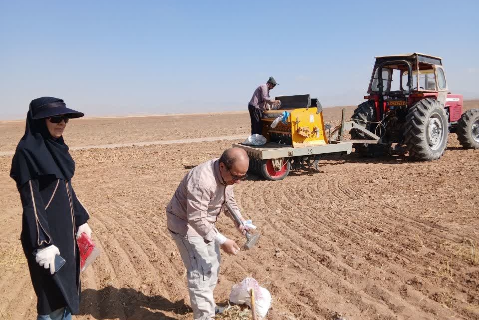 عملیات کاشت گندم در سال دوم اجرای پروژه در روستای نجف  آباد آشتیان
