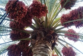 به مناسبت ۲۵ شهریور روز ملی خرما