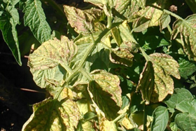 راهکارهای مقابله با کنه حنایی گوجه‌فرنگی