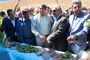نخستین جشنواره گردو در جیرفت؛ از معرفی پتانسیل‌ها تا برنامه‌ریزی برای آینده روشن محصول گردو