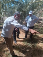 پایش طرح مبارزه با آفت سوسک سرخرطومی حنایی خرما در نرماشیر