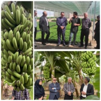 لزوم تنوع بخشی به محصولات گلخانه ای با کاهش کیفیت منابع آب گلخانه ها.