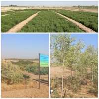 ضرورت تقویت نگاه فنی و مهندسی به مساله شوری کشور؛ وضعیت فعالیتهای مزرعه تحقیقات شوری صدوق مطلوب است.