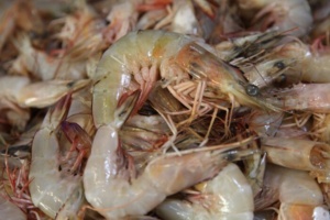 دستیابی به فناوری‌های نوین در کنترل بیماری‌های آبزیان