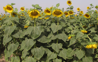 ارقام جدید آفتابگردان "آنیکا" و "عرش" معرفی شد