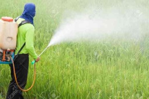 لزوم شناخت دقیق علائم خسارت علف‌کش‌ها و مدیریت اصولی مصرف