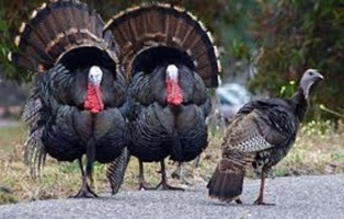 پرورش بوقلمون تجاری؛ مراحل، مدیریت تغذیه و نکات کلیدی در تولید گوشت مرغوب