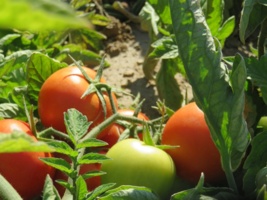 دوره آموزش مدیریت تغذیه گوجه فرنگی