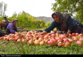 کرم گلوگاه انار مهم‌ترین آفت تهدیدکننده باغ‌های انار لرستان