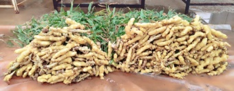 رکوردشکنی تولید زنجبیل در ایران با عملکردی دو برابر میانگین جهانی