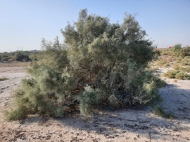 مهار بیابان‌زایی خوزستان تنها با سپرهای سبز بومی ممکن است