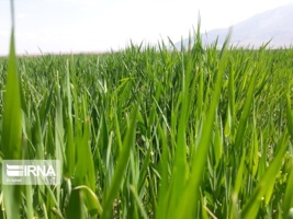 توصیه‌های عملی برای مبارزه موثر با علف‌های هرز در مزارع گندم