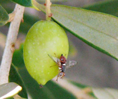 تولید پروتئین هیدرولیزات از منابع گیاهی کم‌ارزش