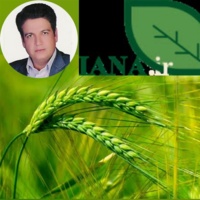 اراضی آبی برای کشت جو ظرفیت‌یابی شوند/ توسعه پایدار تولید جو