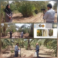 ضبط کلیپ آموزشی-ترویجی با محوریت کرم میوه خوار خرما و بیماری خامج خرما در نخلستان ستاد پژوهشکده خرما و میوه‌های گرمسیری