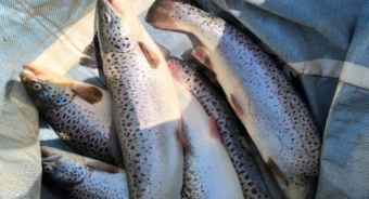 تحقق هدف‌گذاری ۲۰۰ هزار تنی با بومی‌سازی ماهی آزاد خزر