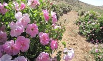 آماده‌سازی بستر و کاشت گل محمدی با رویکرد داده‌محور و علمی
