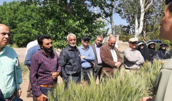 معرفی رقم گندم رخشان، بعنوان رقم  زودرس و کم‌مصرف