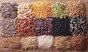 تدوین برنامه ملی برای کاهش وابستگی به واردات بذر تا سال ۱۴۰۸