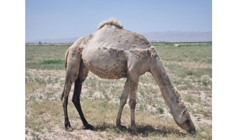 شتر ذبه (دشتی) ذخیره ژنتیکی ارزشمند و راهکار مقابله با بحران خشکسالی در جنوب کشور