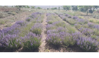 ایجاد کلکسیون گیاهان دارویی در راستای اصلاح الگوی کشت در شرکت کشت و صنعت شهمیرزاد توسط مرکز