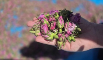 شمیم عطر گل‌محمدی در بیرانشهر پیچید