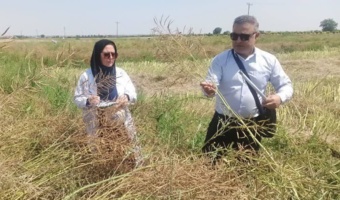 اتمام عملیات برداشت طرح VCU کلزا در ایستگاه تحقیقاتی عراقی‌محله گرگان