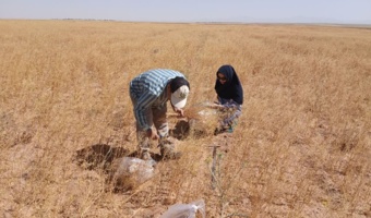 برداشت محصول کاملینا از پایلوت آزمایش کشت مستقیم کاملینا در روستای تاج آباد شهرستان آشتیان
