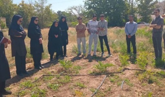 روز مزرعه گیاه دارویی وشق در مرکز تحقیقات و آموزش کشاورزی استان سمنان (شاهرود) برگزار شد