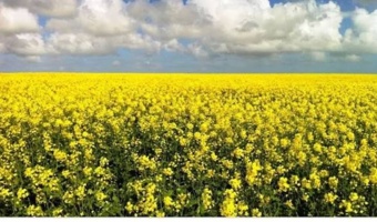 رقم کلزای نفیس ۴.۵ تا ۵ تن در هکتار عملکرد دارد