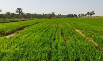 دوره آموزشی مدیریت آب در کشت خشکه‌کاری برنج