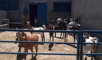 بررسی علمی مدیریت تولید در مزرعه برولا افشار و بز نجدی