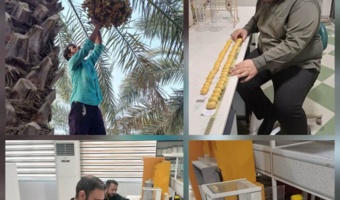 آغاز عملیات ارزیابی تخصصی وضعیت باردهی درختان و سایر ویژگی‌های پومولوژیکی میوه خرما مربوط به پروژه تحقیقاتی