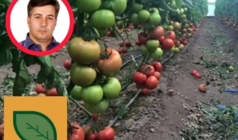 بذر هیبرید داخلی در گوجه‌فرنگی و فلفل به سطح رقابت با نمونه‌های خارجی رسیده است