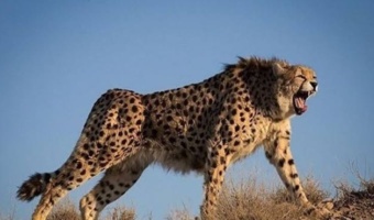 از حفاظت یوز تا حفاظت سرزمین