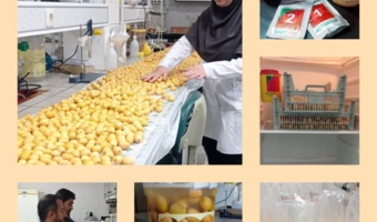 اجرای دو پروژه تحقیقاتی برای افزایش ماندگاری خارک رقم برحی