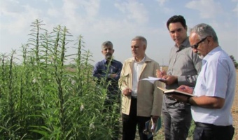 گام‌های نهایی برای معرفی ارقام کنجد متحمل به ریزش در کشور/ بسترسازی برای برداشت مکانیزه دانه‌های روغنی