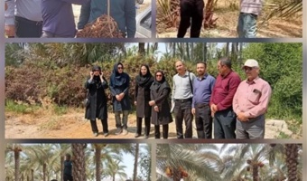بررسی و مستندسازی عارضه خشکیدگی خوشه خرما با هدف کاهش خسارت در نخیلات بهبهان با همکاری محقق پژوهشکده خرما و میوه‌های گرمسیری