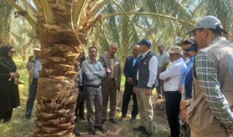 پایش سلامت باغات سنتی نرماشیر؛ تمرکز بر کنترل آفات و مدیریت تغذیه در رستم‌آباد