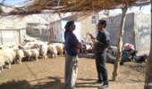 بازدید علمی در روستای چمروته بررسی چالش باروری در گلههای داشتی عرب رودبار