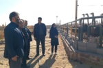 بازدید رئیس مؤسسه از ایستگاه تحقیقات علوم دامی شهید رضوی