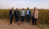 بازدید کمیته فنی نهال استان مرکزی از نهالستانهای شهرستان ساوه