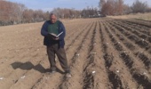 پایان کاشت پروژههای زنگ زرد، زنگ سیاه و بیماریهای گیاهی در پردیس تحقیقات و آموزش کشاورزی بروجرد