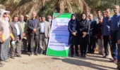تیمار درختان نخل آلوده به سرخرطومی حنایی خرما