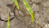 ظهور عارضه فیزیولوژیک نواربندی رنگی گندم (Wheat Color Banding)
