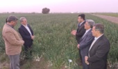 بازدید از مزرعه پیاز پروژه کنترل علف هرز اویارسلام با استفاده از علف‌کش گارد