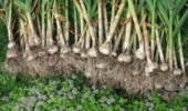 دوره کاشت، داشت و برداشت گیاهان دارویی پیازدار با تمرکز بر سیر و موسیر برای استفاده بهره‌برداران و کارشناسان رشته کشاورزی در مرکز آموزش عالی امام خمینی(ره) برگزار شد