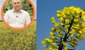 تقویت مزارع کلزای دیرکاشت برای جبران کاهش عملکرد